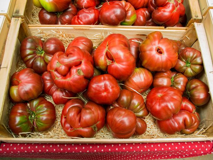 Mehrere unregelmäßig geformte rote Tomaten in einer Holzkiste auf Strohbett, auf einem rot gepunkteten Tuch.