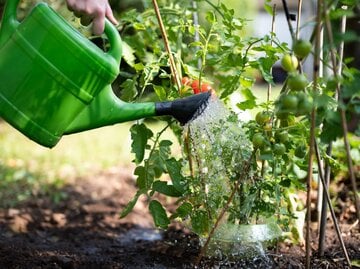 Eine grüne Gießkanne bewässert Tomatenpflanzen im sonnigen Garten, während die Hand einer Person sie hält.