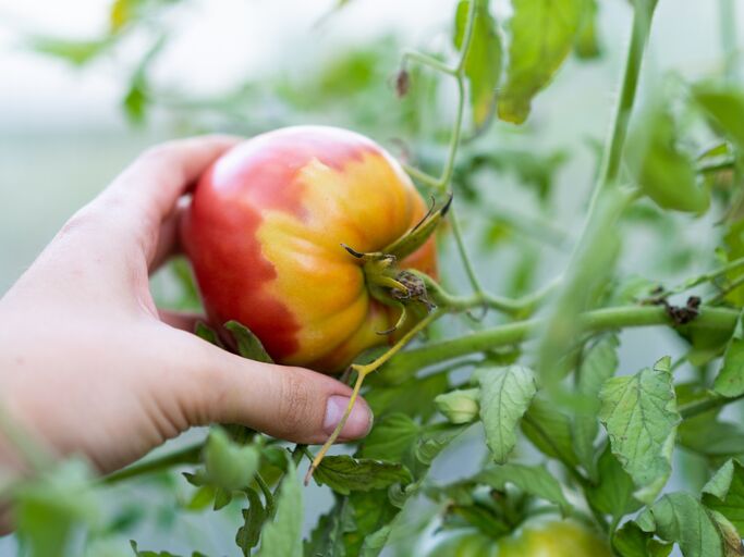 Eine reife, rot-gelb marmorierte Tomate wird von einer Hand behutsam von der Pflanze inmitten grüner Blätter gepflückt. | © Надежда Урюпина / stock.adobe.com