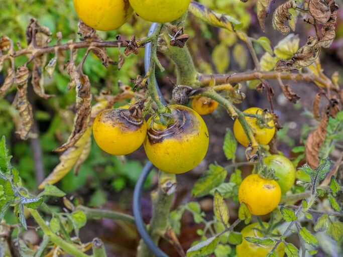 Mehrere gelbe Tomaten mit Fäulnisflecken wachsen an einer Pflanze mit vertrockneten Blättern. | © LianeM / stock.adobe