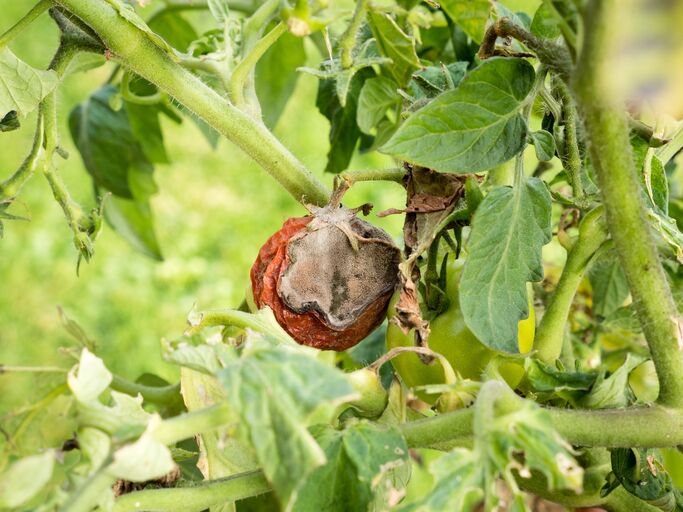 Eine verrottete, rote Tomate mit Schimmel hängt an einer Pflanze inmitten grüner und vertrockneter Blätter. | © Floki / stock.adobe.com