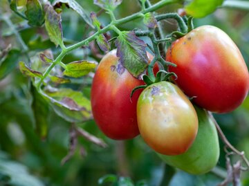 Drei rot-grüne Tomaten, teils mit Flecken, hängen an einer Pflanze mit grünen und violett gefärbten Blättern.