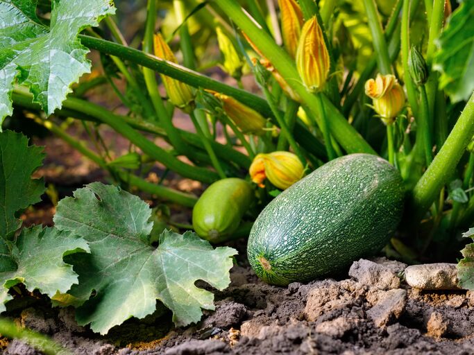 Zucchinipflanze auf dem Boden im Garten.