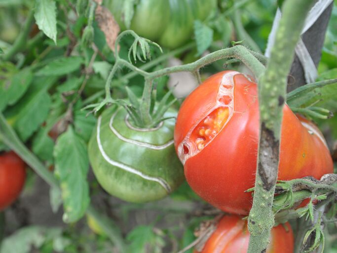 Eine aufgesprungene rote Tomate und eine grüne Tomate mit Rissen hängen an einer Pflanze inmitten grüner Blätter. | © Александр Байдук / stock.adobe.com