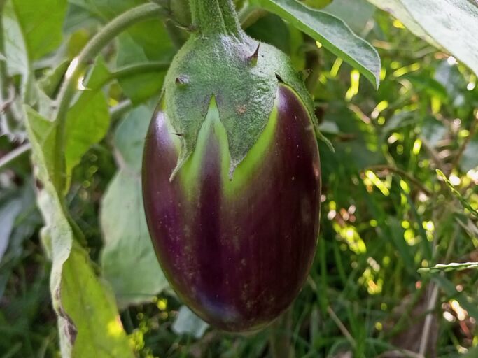 Nahaufnahme einer glänzenden Aubergine am Strauch, umgeben von kräftigen, grünen Blättern.