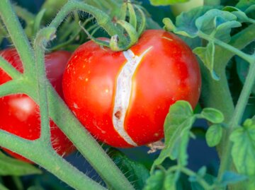 Nahaufnahme von roten Tomaten an grünen Stängeln, eine Tomate hat auffällige Risse in der Schale.