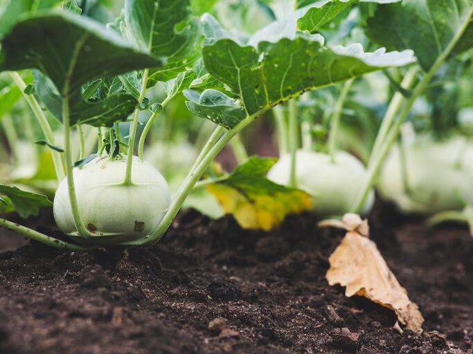 Kohlrabis im Beet