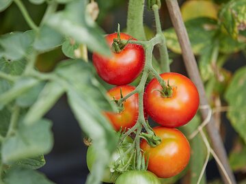 Reife Tomaten am Strauch