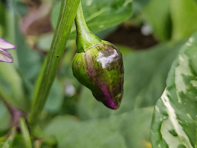 Grüne, noch unreife Chili mit violetten Schattierungen wächst an einem Stängel, umgeben von unscharfen, grünen Blättern.