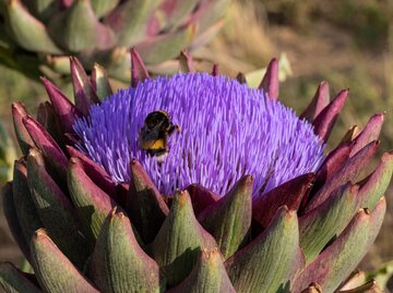 Nahaufnahme einer schwarz-gelben Hummel, die auf den violetten Blüten einer geöffneten Artischocke im Sonnenlicht sitzt.