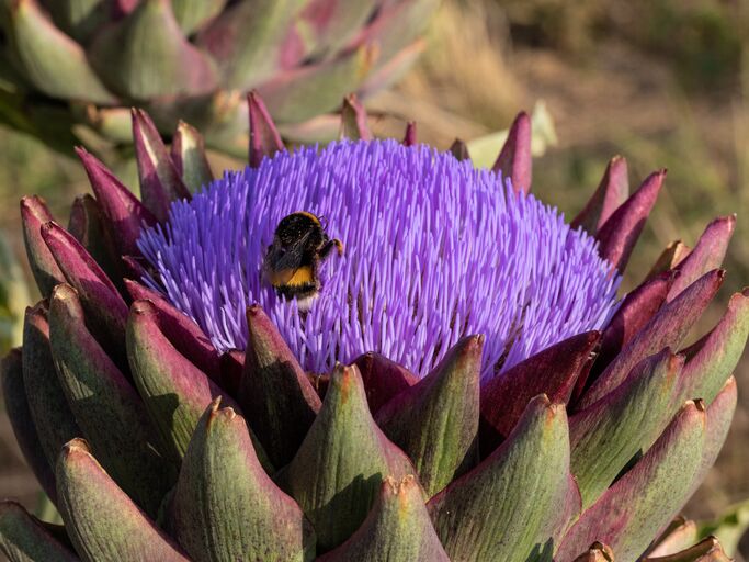 Nahaufnahme einer schwarz-gelben Hummel, die auf den violetten Blüten einer geöffneten Artischocke im Sonnenlicht sitzt.