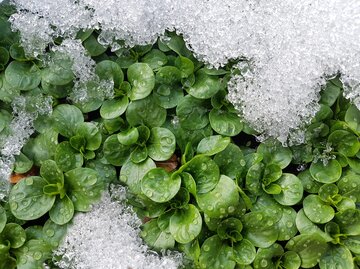 Feldsalat im Winter