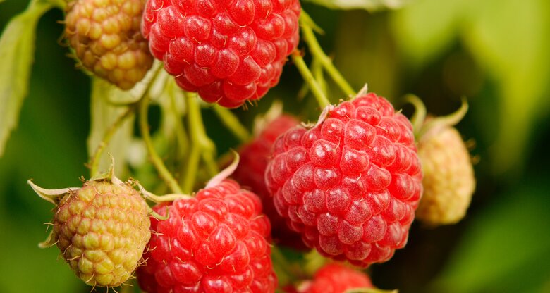 Herbsthimbeeren mit Sonnenlicht