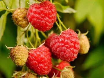 Herbsthimbeeren mit Sonnenlicht