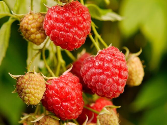 Herbsthimbeeren mit Sonnenlicht