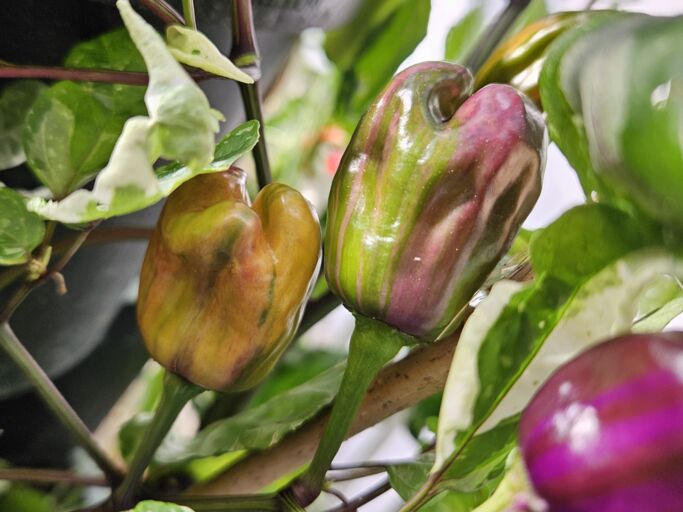 Nahaufnahme von zwei reifenden Paprikaschoten mit schillernden Farbverläufen in Grün, Violett und Braun, umgeben von Blättern.