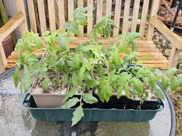 Gesunde Tomaten-Jungpflanzen in einer grünen Schale auf einem Glastisch vor einer Holzbank