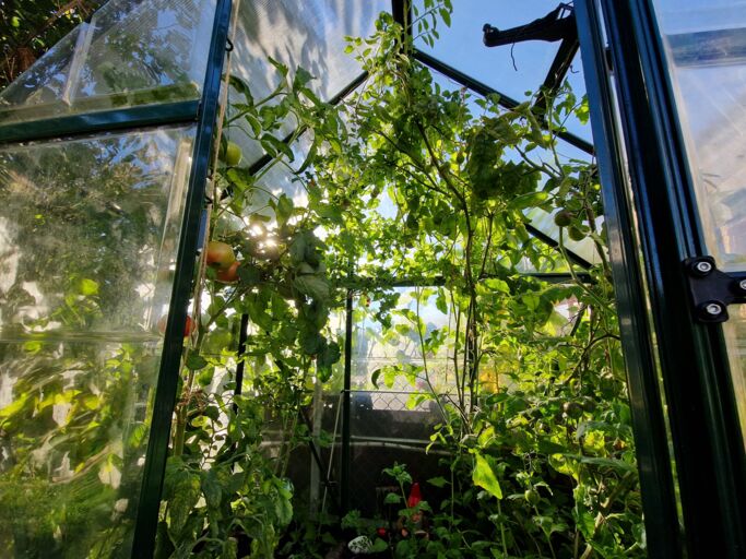 Blick in ein sonnendurchflutetes Gewächshaus mit dicht wachsenden Tomatenstauden, glänzendem Laub und reifenden Früchten.