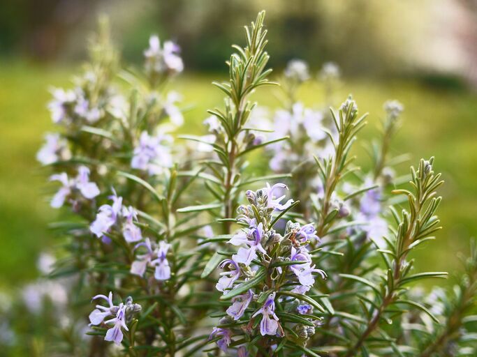 Rosmarin mit ihren violetten Blüten.