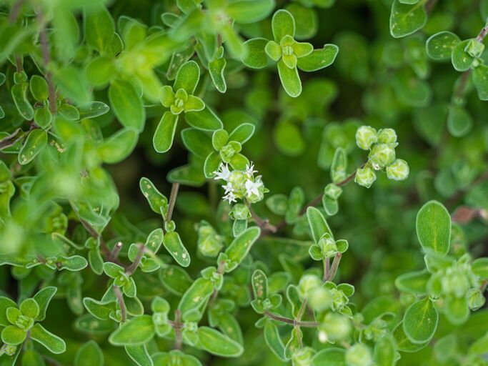 Weiße, kleine Blüten in einem Majoran-Strauch.