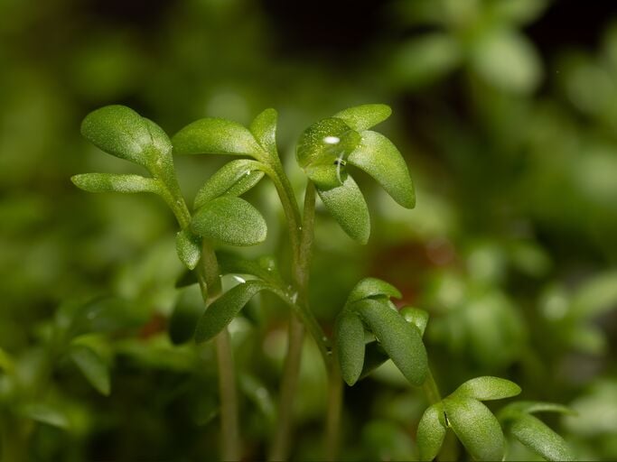 Nahaufnahme einer Gartenkresse mit Wassertropfen.