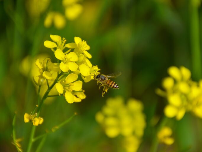 Eine gelbe Senfblüte auf die gerade eine Biene fliegt.