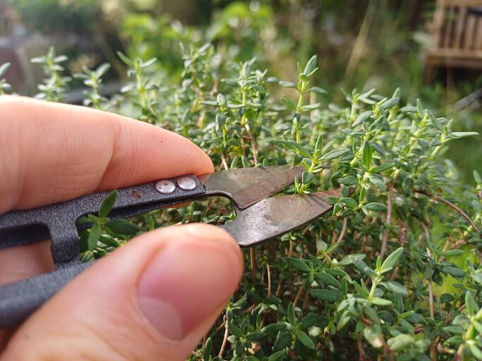 Fingerspitzen schneiden mit einer Schere grüne Thymianblätter, im Hintergrund ein verwilderter Garten.