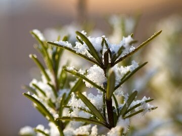 Rosmarin im Winter mit Schnee.