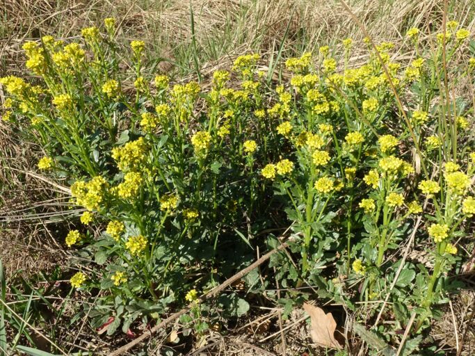 Gelbe Wildblumen mit zarten Blüten stehen dicht beieinander auf einem naturbelassenen Boden voller trockenem Gras.