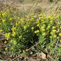 Gelbe Wildblumen mit zarten Blüten stehen dicht beieinander auf einem naturbelassenen Boden voller trockenem Gras. | © etfoto / stock.adobe.com