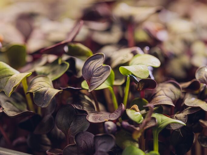 Microgreens in Nahaufnahme