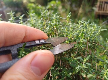 Fingerspitzen schneiden mit einer Schere grüne Thymianblätter, im Hintergrund ein verwilderter Garten.