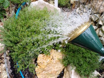 Thymianbusch wird mit Wasser aus einer grünen Kanne in einem Garten mit Steinen gegossen.