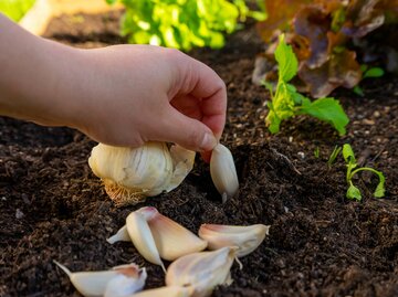 Winterknoblauch wird ins Beet gelegt.