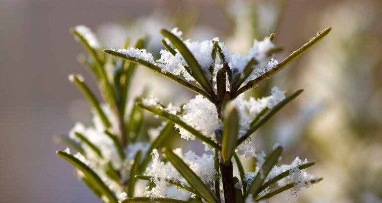 Rosmarin im Winter mit Schnee.