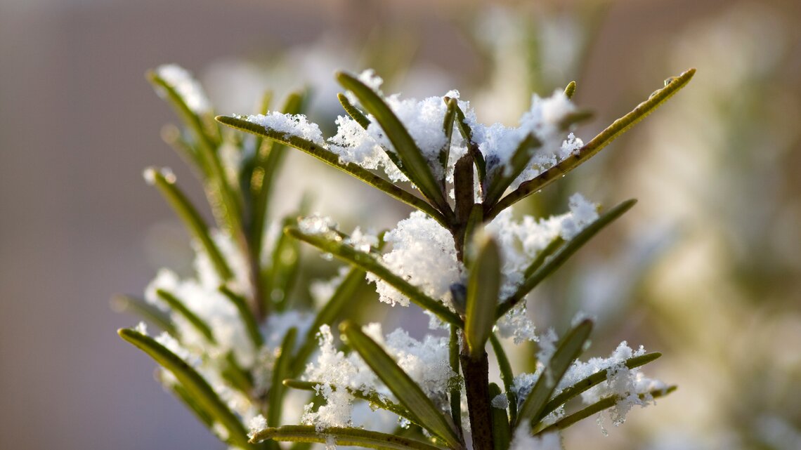 Rosmarin im Winter mit Schnee.