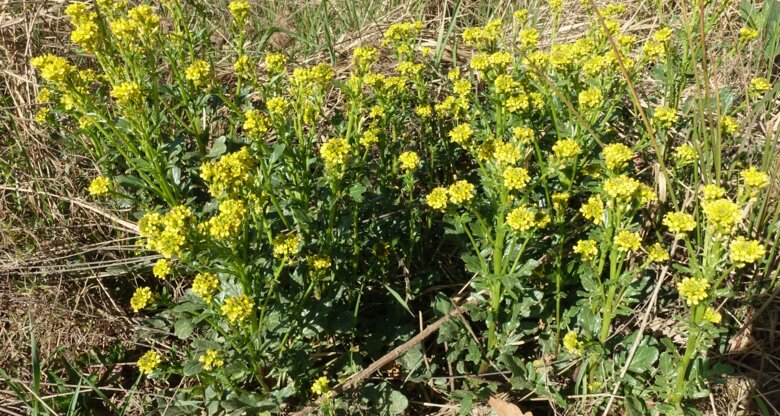 Gelbe Wildblumen mit zarten Blüten stehen dicht beieinander auf einem naturbelassenen Boden voller trockenem Gras.