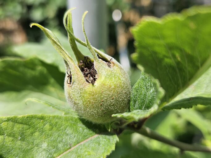 Die Mispelblüte bildet gerade eine Frucht aus. Diese ist noch grün.