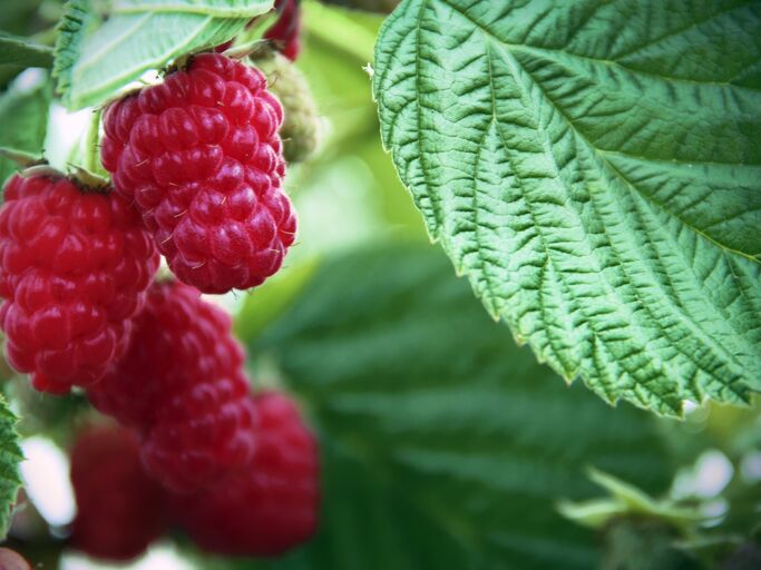 Reife Himbeeren am Strauch