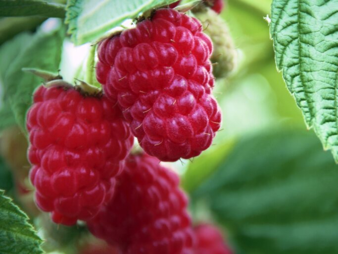 Himbeeren: So Gelingt Anbau Und Pflege Der Kleinen Früchte