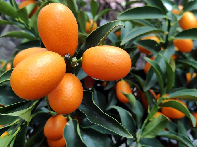 Orangene Kumquat-Früchte an einer Pflanze 