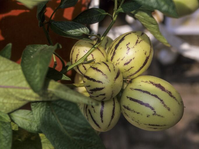 Sechs unreife gelbe Melonenbirnen mit lila Streifen an einem Strauch.