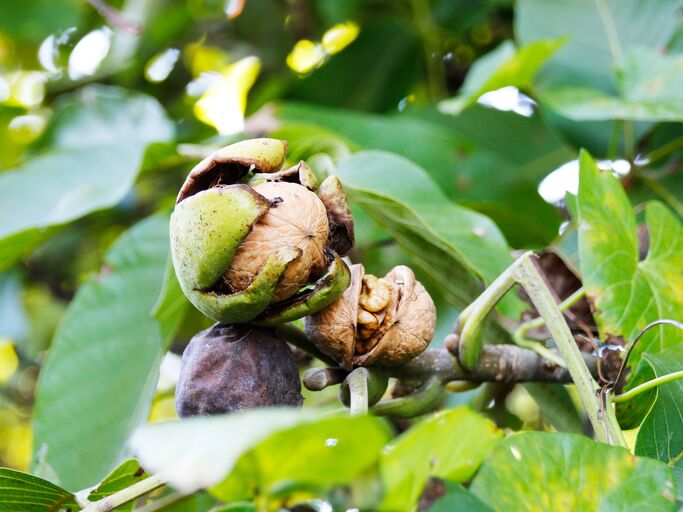 Walnuss am Baum, die aus ihrer Schale heraustritt