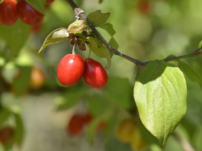 Zwei rote Kornelkirschen an einem Ast der im Fokus ist