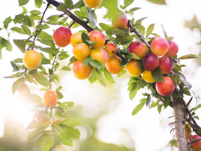 Gelb, rote Mirabelle an einem Ast