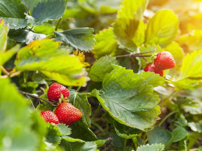 Erdbeerpflanzen mit bereits hellroten Früchten in einem Gartenbeet.