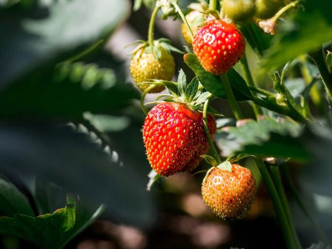 Erdbeeren in Nahaufnahme am Strauch