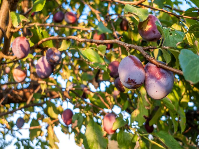 Nahaufnahme eines Zwtschgenbaums im Sonnenlicht