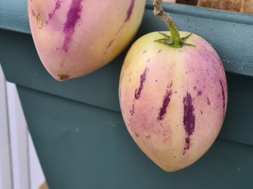 Kleine Melonenbirne