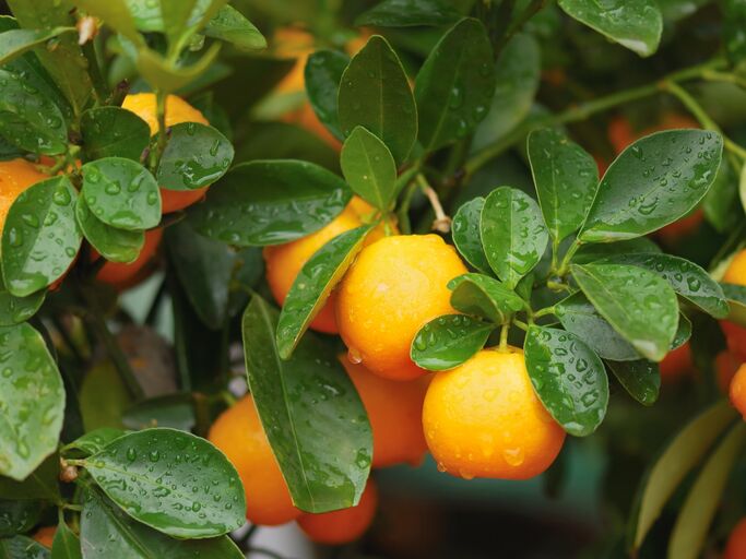 Calamondinorangen am Strauch.